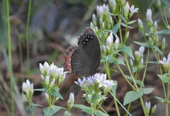 Gyrocheilus patrobas