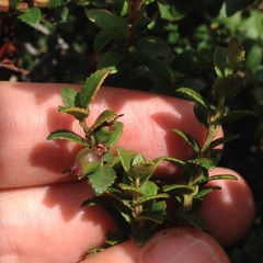 Vaccinium confertum