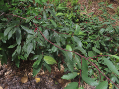 Frangula betulifolia