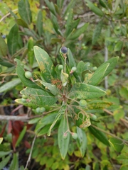 Persea borbonia