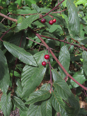 Frangula betulifolia