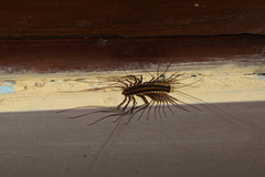 Scutigeromorpha