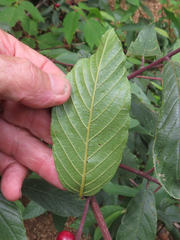 Frangula betulifolia