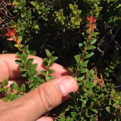Vaccinium confertum