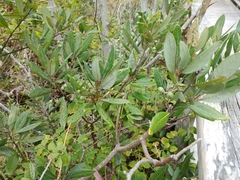 Persea borbonia