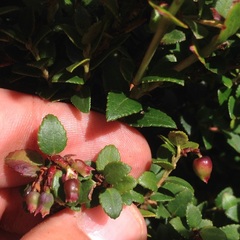 Vaccinium confertum