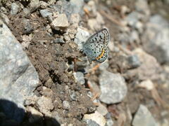 Euphilotes ancilla
