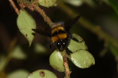 Bombus hortulanus