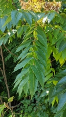 Ailanthus altissima
