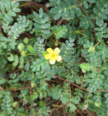 Tribulus