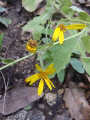 Senecio parryi