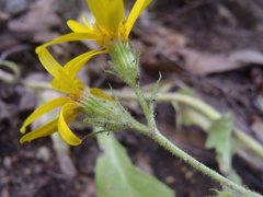 Senecio parryi