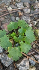 Ranunculus sceleratus