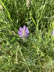 Astragalus laxmannii robustior