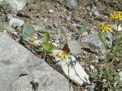 Euphydryas anicia