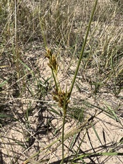 Cyperus schweinitzii