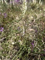 Stackhousia monogyna