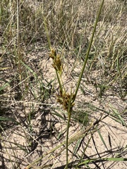 Cyperus schweinitzii