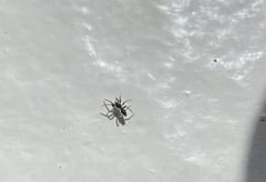 Herpyllus ecclesiasticus
