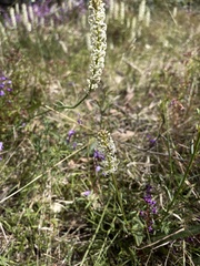 Stackhousia monogyna