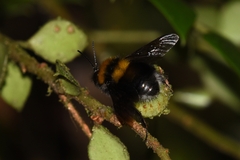 Bombus hortulanus