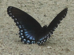 Limenitis arthemis arizonensis