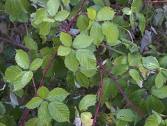 Rubus armeniacus