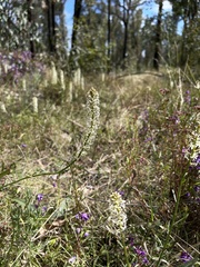 Stackhousia monogyna