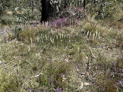 Stackhousia monogyna