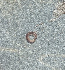 Lumbricus terrestris