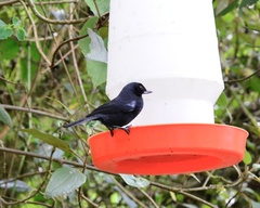 Diglossa lafresnayii