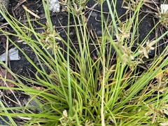 Cyperus flavescens