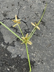 Cyperus flavescens