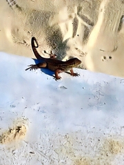 Leiocephalus carinatus