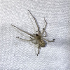 Cheiracanthium mildei