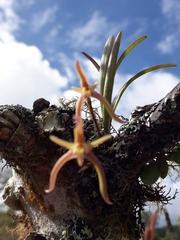 Maxillaria