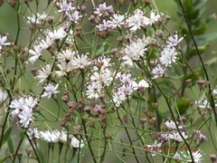 Palafoxia feayi
