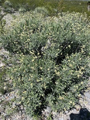 Parthenium argentatum