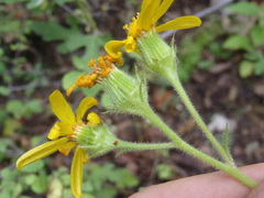Senecio parryi