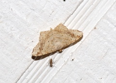 Psamatodes abydata