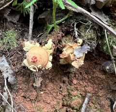 Calostoma lutescens