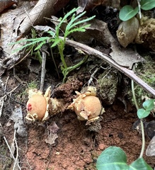 Calostoma lutescens