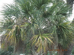 Sabal palmetto