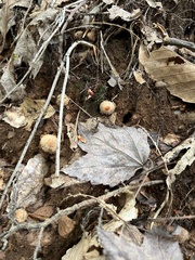 Calostoma lutescens