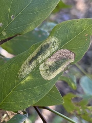Macrosaccus robiniella