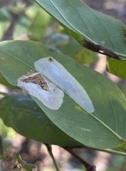 Macrosaccus robiniella