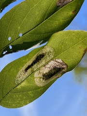 Macrosaccus robiniella