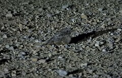 Phalaenoptilus nuttallii