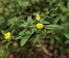 Stylosanthes biflora