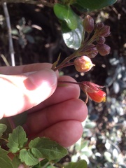 Eccremocarpus scaber